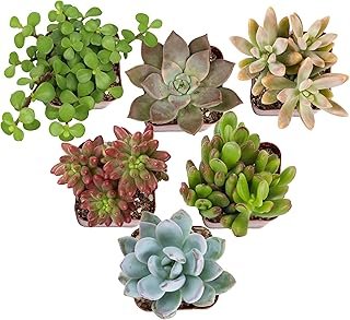 Altman Plants Deluxe Live Succulents (6