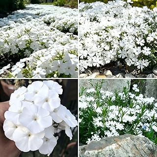 CarpetC 1000+ White Phlox Seeds Planting