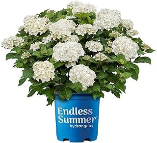 Endless Summer 1 Gal Dream Cloud