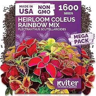 KVITER 1600 Rainbow Coleus Seeds Planting