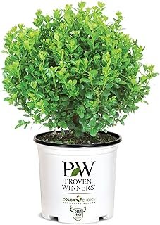 Proven Winners 2 Gallon Sprinter Boxwood