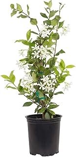 Star Jasmine 'Large Leaf' (2.5 Quart)